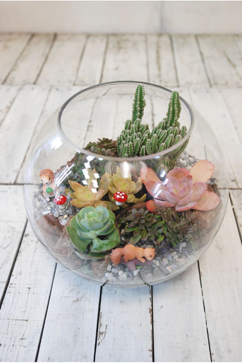 療癒款多肉玻璃圓缸造景Succulents in Fishbowl